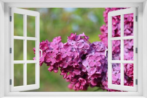Fototapeta Naklejka Na Ścianę Okno 3D - Blossoming pink and purple lilac branch in spring garden. Branch of lilac flowers with green leaves. Floral natural background. Beautiful spring flowers. Purple lilac flowers on the bush. Summer time 