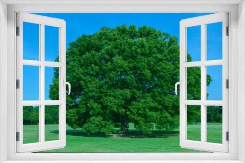 Fototapeta Naklejka Na Ścianę Okno 3D - Green Tree