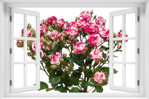 Fototapeta Naklejka Na Ścianę Okno 3D - Bouquet of red-white roses, isolated on white