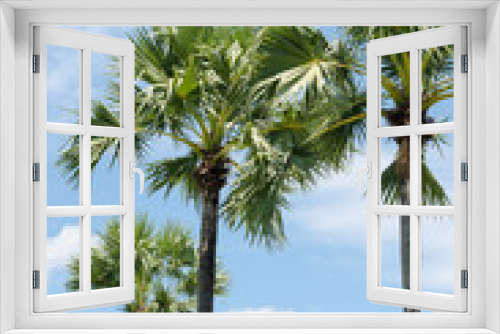 Fototapeta Naklejka Na Ścianę Okno 3D - Palm tree and sky