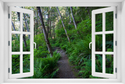 Fototapeta Naklejka Na Ścianę Okno 3D - Rainbird Hiking Trail in Tongass National Forest in Ketchikan, Alaska. Sitka spruce, ferns, and rocky trail through temperate rain forest.  