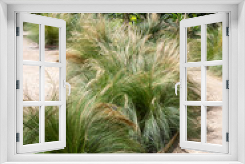 Fototapeta Naklejka Na Ścianę Okno 3D - Jardin résilient - parterre de plantes grasses et graminées entourées d'allée en gravier