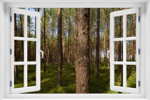 Fototapeta Naklejka Na Ścianę Okno 3D - FOREST - Pine landscape in the sunlight
