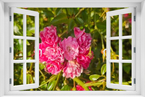 Fototapeta Naklejka Na Ścianę Okno 3D - Rosa Damascena, known as the Damascus rose - pink, oleaginous, flowering, deciduous shrub plant. Valley of Roses. Close-up. Taillight. Selective focus.