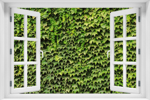 Fototapeta Naklejka Na Ścianę Okno 3D - green leaves wall