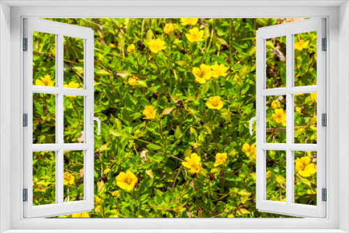 Fototapeta Naklejka Na Ścianę Okno 3D - Mecardonia sp., Plantaginaceae, annual grass