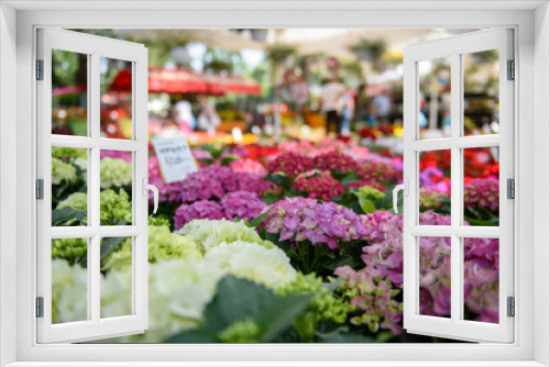 Fototapeta Naklejka Na Ścianę Okno 3D - Colorful varieties of Hydrangea or hortensia flowers for sale outdoor