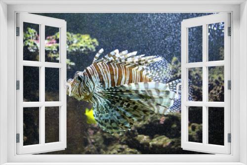 Fototapeta Naklejka Na Ścianę Okno 3D - feuerfisch