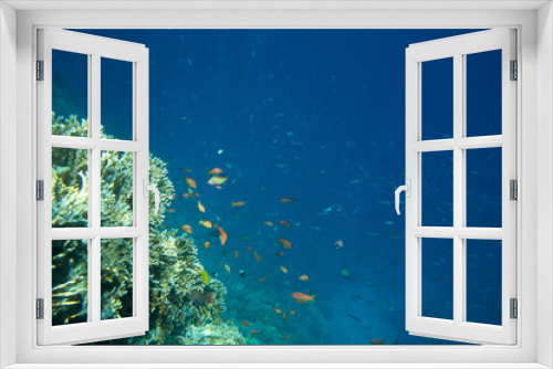 Fototapeta Naklejka Na Ścianę Okno 3D - Coral Sea