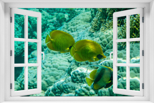 Fototapeta Naklejka Na Ścianę Okno 3D - Underwater