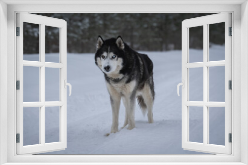 Fototapeta Naklejka Na Ścianę Okno 3D - Husky dog ​​in the forest in winter, close-up photo.
