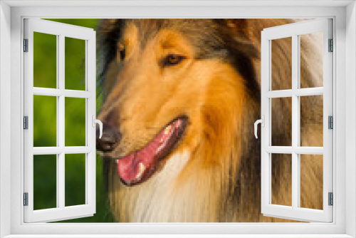 Fototapeta Naklejka Na Ścianę Okno 3D - Collie-Rüde Langhaar dark-sable