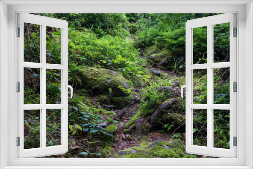 Fototapeta Naklejka Na Ścianę Okno 3D - Old forest in the mountains with moss