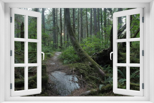 Fototapeta Naklejka Na Ścianę Okno 3D - Natural variety that is observable in a deep forest, in West Canada. Vancouver. Early morning and daytime.