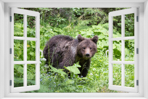 Fototapeta Naklejka Na Ścianę Okno 3D - brown bear portrait walking in green summer meadow with grass