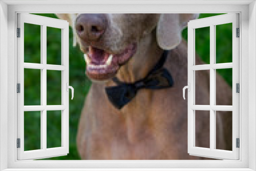 Fototapeta Naklejka Na Ścianę Okno 3D - Elegant weymaraner dog in tie