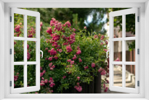 Fototapeta Naklejka Na Ścianę Okno 3D - blooming pink rose bushes in front of a iron fence and green hedge, summer flowers