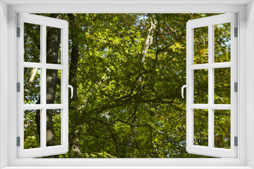 Fototapeta Naklejka Na Ścianę Okno 3D - Wald - Lichtdurchflutete Blätter von Laubbäumen