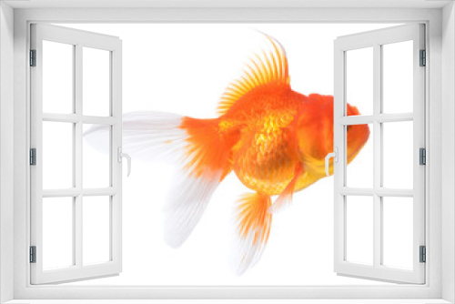 Fototapeta Naklejka Na Ścianę Okno 3D - Gold fish isolated on a white background.