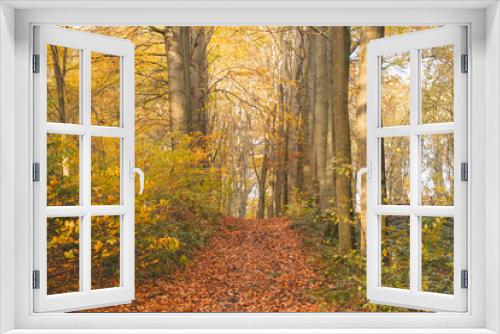 Fototapeta Naklejka Na Ścianę Okno 3D - Colourful autumn forest in the Brabantse Wouden National Park. Colour during October and November in the Belgian countryside. The diversity of breathtaking nature