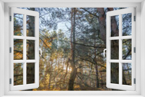 Fototapeta Naklejka Na Ścianę Okno 3D - Bent Pine Tree with Dry Branches, Standing on a Hill in a Pine Forest, with Pine Trees in the Foreground and Background, Vertically Framed