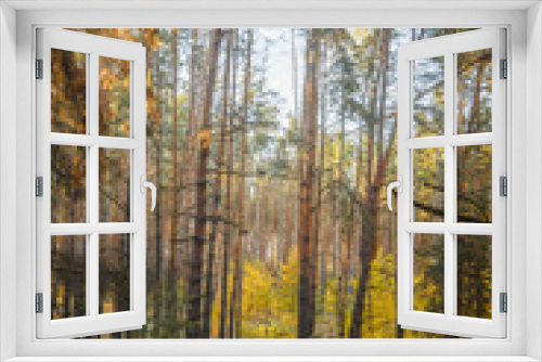 Fototapeta Naklejka Na Ścianę Okno 3D - Pine Trees in a Clearing of a Pine Forest, Their Tops Dusted with Pine Needles, Captured During a Warm Autumn Sunrise