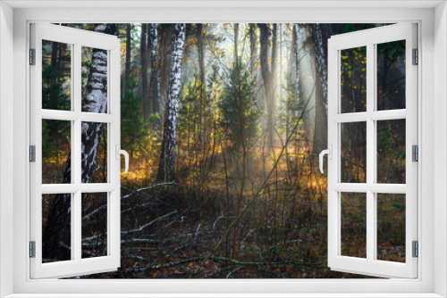 Fototapeta Naklejka Na Ścianę Okno 3D - Morning in the forest. The sun's rays penetrate the tree branches. Good autumn weather for walks in nature.