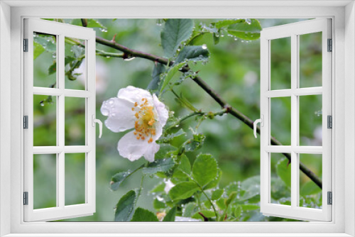 Fototapeta Naklejka Na Ścianę Okno 3D - The field rose white flower and green leaves and some raindrops
