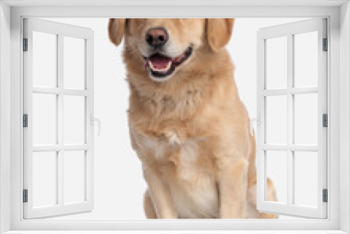 Fototapeta Naklejka Na Ścianę Okno 3D - cute golden retriever doggy sticking out tongue and panting while sitting