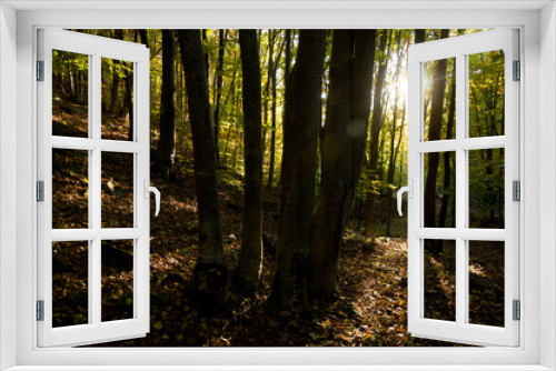 Fototapeta Naklejka Na Ścianę Okno 3D - Misty Autumn Forest