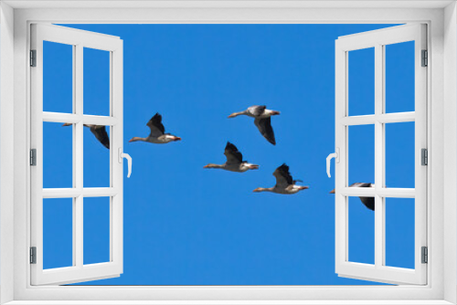 Fototapeta Naklejka Na Ścianę Okno 3D - Greylag Goose (Anser anser) flying over Oland s southern cape, Sweden.
