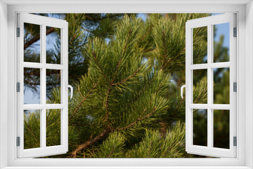 Fototapeta Naklejka Na Ścianę Okno 3D - Pine tree