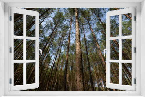 Fototapeta Naklejka Na Ścianę Okno 3D - FOREST - Pine landscape in the sunlight
