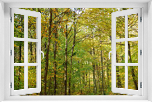 Fototapeta Naklejka Na Ścianę Okno 3D - Autumn in a French forest