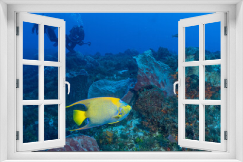 Fototapeta Naklejka Na Ścianę Okno 3D - Scuba diving Cozumel reefs and animals
