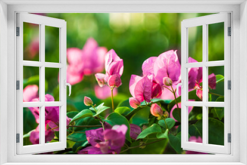Fototapeta Naklejka Na Ścianę Okno 3D - Close-up of pink bougainvillea glabra plant,Close-up of pink bougainvillea glabra blossoms,Close-up of pink flowering plant against blue sky,
asclepiadaceae tree bark glides over the surface of the wo