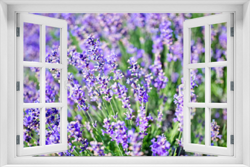 Fototapeta Naklejka Na Ścianę Okno 3D - lavender