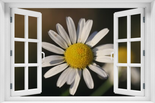 Fototapeta Naklejka Na Ścianę Okno 3D - daisy flower closeup
