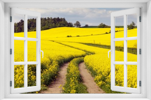 Fototapeta Naklejka Na Ścianę Okno 3D - Field of rapeseed (brassica napus)