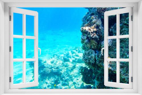 Fototapeta Naklejka Na Ścianę Okno 3D - Colonies of the corals at coral reef in Red sea