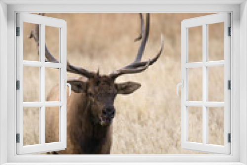 Fototapeta Naklejka Na Ścianę Okno 3D - North American elk