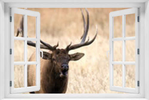 Fototapeta Naklejka Na Ścianę Okno 3D - North American elk