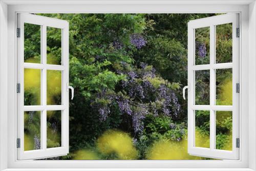 Fototapeta Naklejka Na Ścianę Okno 3D - 藤の花