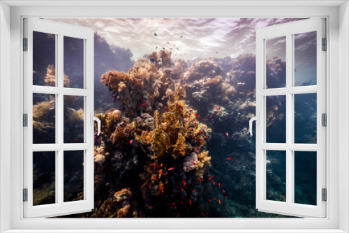 Fototapeta Naklejka Na Ścianę Okno 3D - Underwater photography of coral and marine life