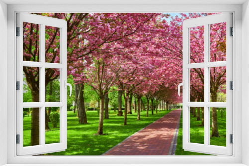 Fototapeta Naklejka Na Ścianę Okno 3D - Park with alley of blossoming red apple trees.