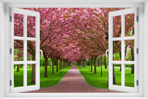 Fototapeta Naklejka Na Ścianę Okno 3D - Spring Blossom Tunnel in the Park