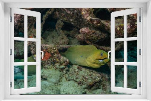 Fototapeta Naklejka Na Ścianę Okno 3D - green moray ell, scuba diving photos, west palm beach, fl