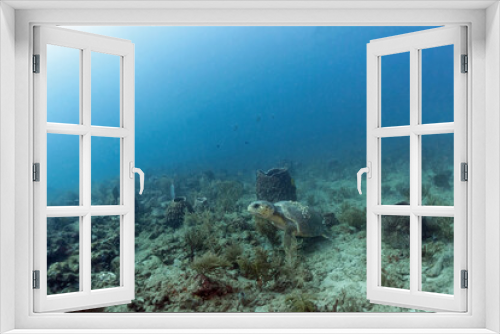 Fototapeta Naklejka Na Ścianę Okno 3D - loggerhead turtle, scuba diving photos, west palm beach, fl