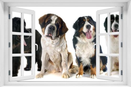 Fototapeta Naklejka Na Ścianę Okno 3D - mountain dogs