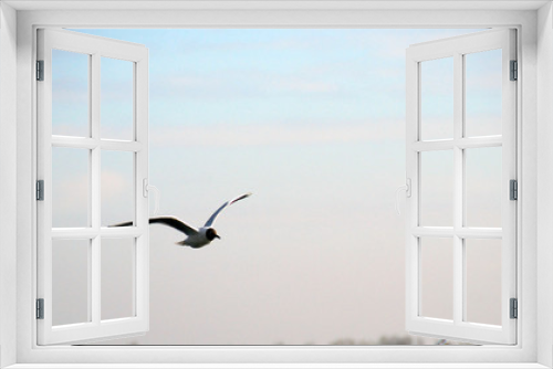 Fototapeta Naklejka Na Ścianę Okno 3D - gull